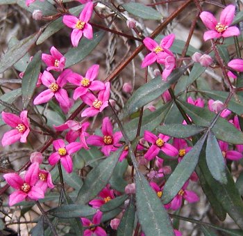 Boronia, Australia Boronia