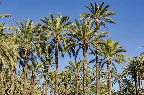 Elche, Spain Elche
