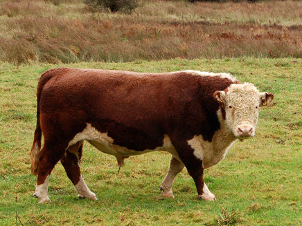 Hereford, United Kingdom Hereford
