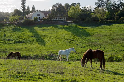 Los Altos