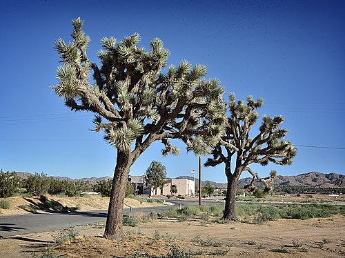 Yucca Valley CA, United States Yucca Valley